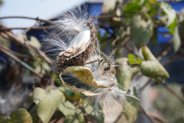 A milkweed seed pod opening to release seeds with fluffy, white comas which aid in wind dispersal