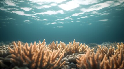 Detailed Macro Shot of Vibrant Coral Reef Life Underwater with Sunlight Filtering Through Water Surface