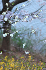 a beautiful spring scene with cherry blossoms in full bloom