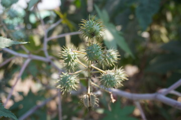 Ricinus communis, commonly known as the castor bean in close up with a blurry background