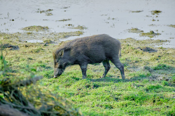 Indian boar at Kaziranga National Park in Assam, India