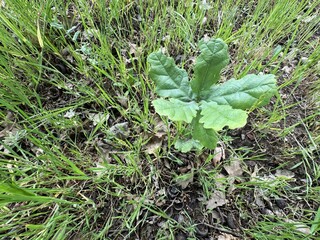 Quercus infectoria or oak sapling leaves. Quercus infectoria or the Aleppo oak is a species of oak well known for producing galls that have been traditionally used for centuries in Asia.