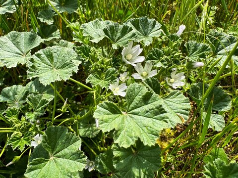 Close up of a malva neglecta white flower in bloom in field. Common mallow, buttonweed, cheeseplant, cheeseweed, dwarf mallow, and roundleaf mallow. Family Malvaceae.
