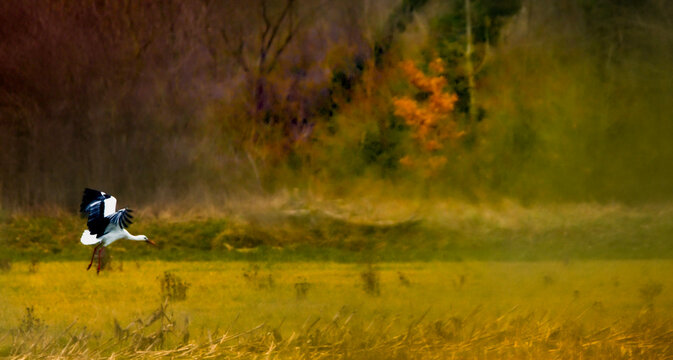 Majestic Stork in Flight Over the Dombes Wetlands, France &ndash; Painterly Landscape Cigogne majestueuse en vol au-dessus des &eacute;tangs de la Dombes, France &ndash; Paysage style peinture