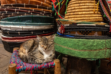 Cute cat on the market in medina old town Marrakesh Morocco