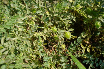 The green chickpeas on the plant in close up with a blurry background