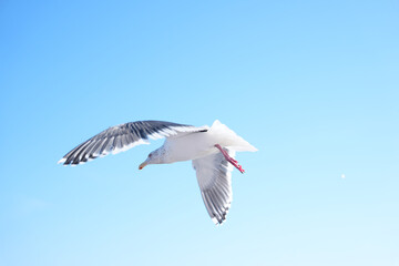 seagull in flight