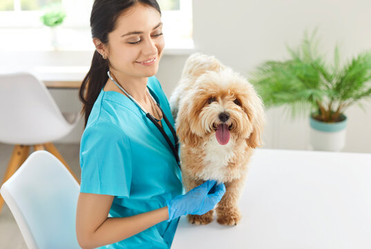 Smiling millennial female vet doctor wearing medical uniform, veterinary clinic nurse, cute puppy at examination table stethoscope listening to heart, lungs, animal pedigree dog, checks for pet