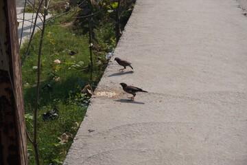 The common myna birds are roaming on the concrete street in daytime