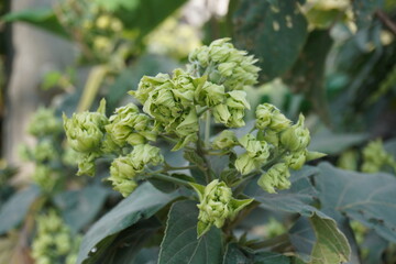 Clerodendrum canescens also known as glory bower, bagflower, or pagoda flower in close up with a blurry background