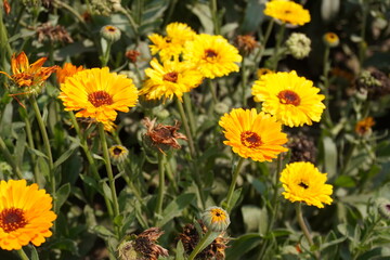 Yellow Calendula officinalis or pot marigold is blooming on the flowerbed