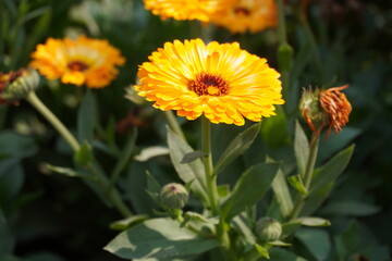 Yellow Calendula officinalis flower in close up with a blurry background