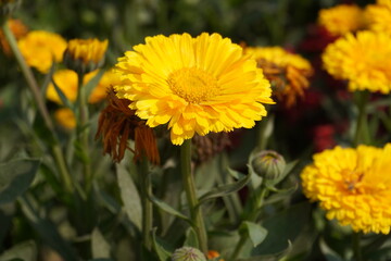 Yellow pot marigold flower in close up in the sunlight with a blurry background