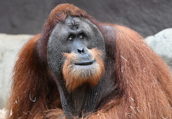 sumatran orangutan male portrait © Vitezslav Halamka