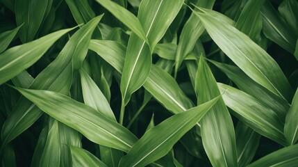 Naklejka premium Lush Green Leaves Background with Vivid Texture and Natural Patterns for Creative Design Projects