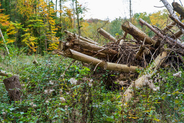 Fototapeta premium Piled remains of felled trees in an autumn forest. Concept of environmental problems in nature