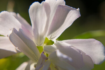 close up of a white flower