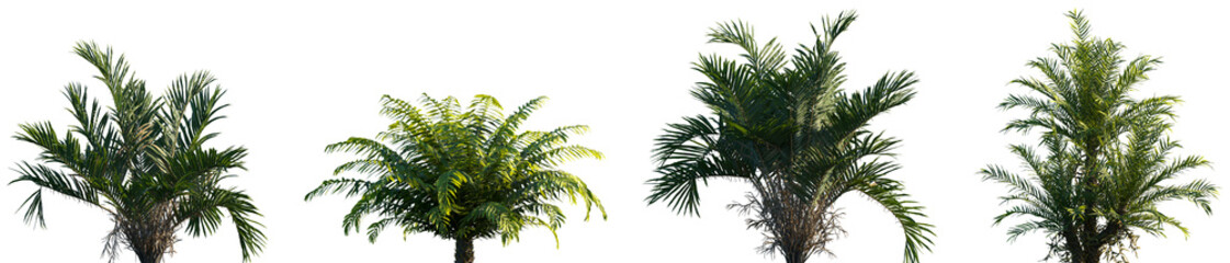 Set of Salacca zalacca and Blechnum gibbum  frontal isolated png on a transparent background perfectly cutout high resolution