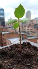 Young Plant Sprout Growing in Urban Environment City Rooftop Nature Photography Greenery Viewpoint Growth Concept