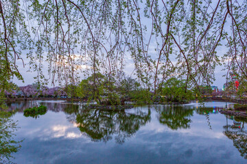 Spring scenery of Yeonji pond in Changnyeong-gun, Gyeongsangnam-do, Korea with cherry blossoms in full bloom