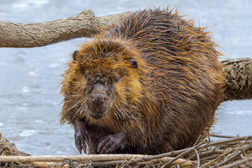 A Beaver Look Directly Into The Camera © mtruchon