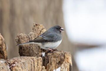 Fototapeta premium Dark-eyed Junco with Sunflower Seed