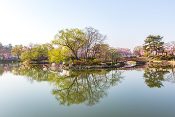 Spring scenery of Yeonji pond in Changnyeong-gun, Gyeongsangnam-do, Korea with cherry blossoms in full bloom