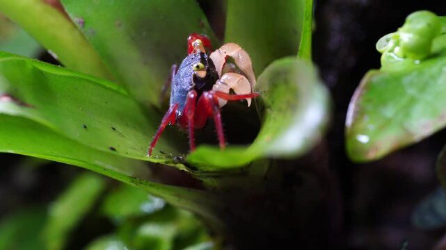 Geosesarma Notophorum vampire crab with eggs