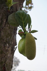 The young jackfruit is hanging from the trunk of the jackfruit tree