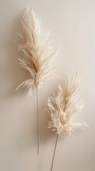 Abstract background with two lush beige sprigs of pampas grass on a light background, great for interior design and decorative elements.