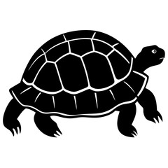 turtle on a white background