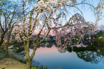 Spring scenery of Yeonji pond in Changnyeong-gun, Gyeongsangnam-do, Korea with cherry blossoms in full bloom