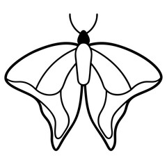 vector illustration of a butterfly