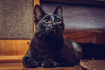 Gatitos en sus mejores angulos 