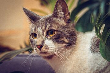 Gatitos en sus mejores angulos 