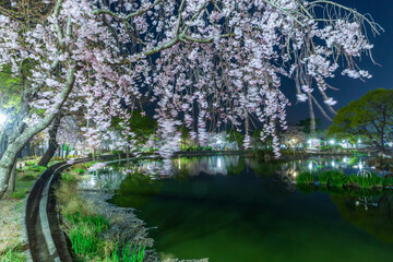 Spring scenery of Yeonji pond in Changnyeong-gun, Gyeongsangnam-do, Korea with cherry blossoms in full bloom