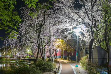 Spring scenery of Yeonji pond in Changnyeong-gun, Gyeongsangnam-do, Korea with cherry blossoms in full bloom