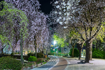 Spring scenery of Yeonji pond in Changnyeong-gun, Gyeongsangnam-do, Korea with cherry blossoms in full bloom