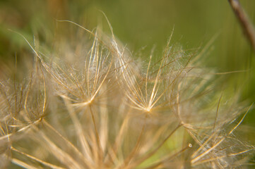 dry grass in the wind