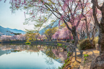Spring scenery of Yeonji pond in Changnyeong-gun, Gyeongsangnam-do, Korea with cherry blossoms in full bloom
