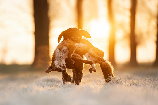 German Wirehaired Pointer at work