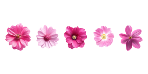 Set of 3D Pink Flower PNG Against Transparent Background for Floral Decorations, Botanical Designs, or Romantic Themes