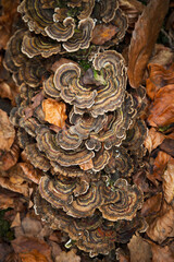 Trametos versicolor fungus on leaf soil in an autumn forest