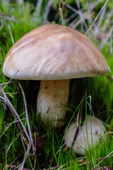 Suillus bellini
