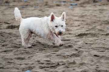 White terrier dog
