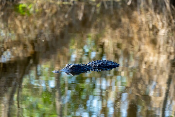 alligator swimming 