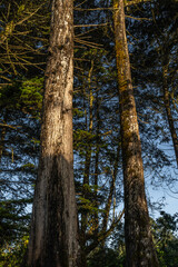 Fototapeta premium Footpath in a dense forest on a sunny day. Mysterious path full of roots in the middle of wooden coniferous forrest, surrounded by green bushe