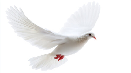 Obraz premium A white dove flying in the air isolated on white background.