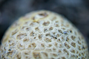 mushrooms on a black background