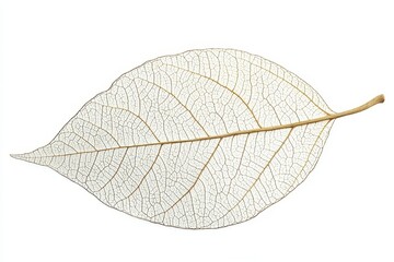 Obraz premium A delicate, clear leaf showcasing intricate vein patterns, ideal for nature-themed projects or organic designs.